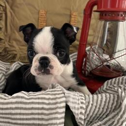 AKC Boston Terriers for $900 in Ligonier in Fort Wayne, in
