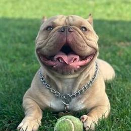 Micro Bully Stud Services with A.I. for $100 in Elyria, oh