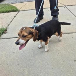 Beagle Puppies: 2 Male Beagles, 7 Months Old in Washington, dc