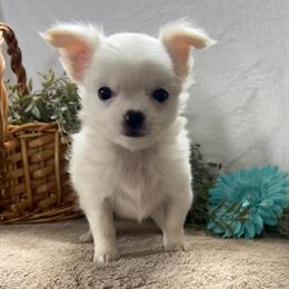 AKC Chihuahuas for $1500 in Wolcottville in Fort Wayne, in
