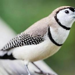 Owl Finches for Sale in Ohio in Circleville, oh