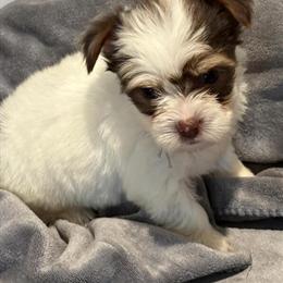 Chocolate Male Yorkshire Terriers Ready for Forever Homes in Washington, dc