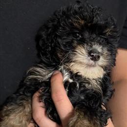 Mini Golden Doodle Puppies for Sale in Reading, pa
