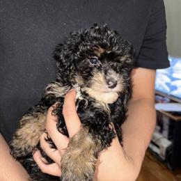 Mini Goldendoodle and Bernedoodle Mix Puppies Available in Reading, pa