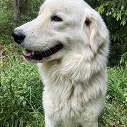Maremma Sheepdog Stud Services Available in Mattawan, mi