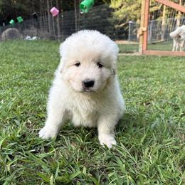 Purebred Maremma Sheepdog Puppies Available Spring 2026 in Mattawan, mi