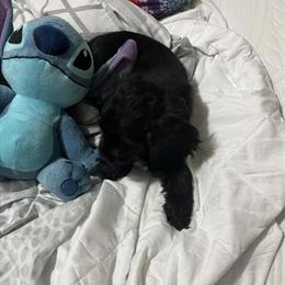 Cocker Spaniel Male for Adoption in Miami, fl