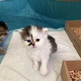 Scottish Fold Kittens for Reservation in Denver, co