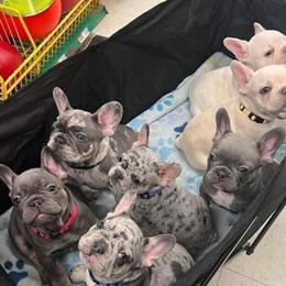French Bulldog Puppies for Adoption in Charlotte, nc