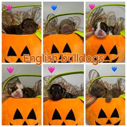 English Bulldog Puppies Ready After Thanksgiving in Cypress, tx