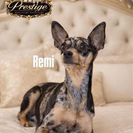 Miniature Pinscher: Spoiled Black and Rust Girl in Ohio in Cambridge, oh