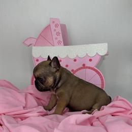 French Bulldog Female Chloe Available in Houston, Texas in Cypress, tx