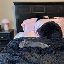 Blue and Tan French Bulldog Male Available in Houston in Cypress, tx