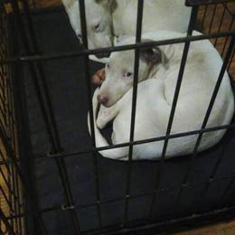 Female Pit Bull Puppies Looking for New Homes in Anderson, sc