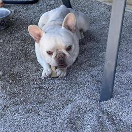 French Bulldog Stud Available for $250 Lock In in Sandusky, oh