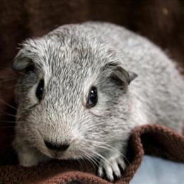 Guinea Pigs - Healthy, Pedigreed, and Friendly Pets in Kansas City, ks