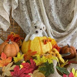 Maltipoos Ready for New Homes in November in Dunnellon, fl