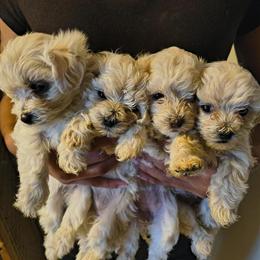 Maltipoo Puppies for Sale in Dunnellon, fl