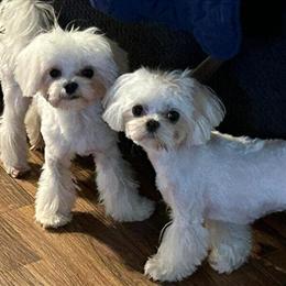 Maltese Puppies Available from Korean Bloodlines in Lillington, nc