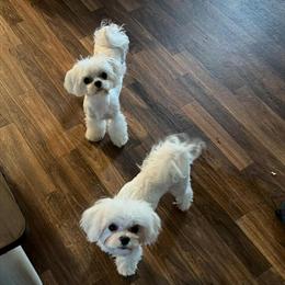 Maltese Puppies Available - 1 Male and 1 Female in Lillington, nc