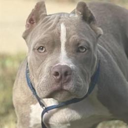 American Bully Pup - Male Available Now in Atlanta, ga