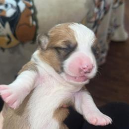 Pembroke Welsh Corgi Puppies Available in Morehead, ky