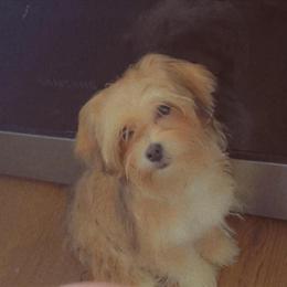 Female Shorkie Available for Rehoming in Columbus, oh