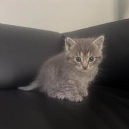 Socialized Ragdoll Kittens Looking for Forever Homes in Troy, mi