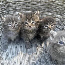 Ragdoll Kittens Ready for Adoption in Troy, mi