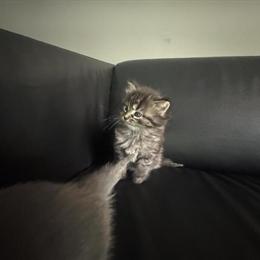 Ragdoll Kittens Ready for Adoption Now in Troy, mi