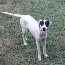 Female Great Dane Puppy Looking for Forever Home in Birmingham, al