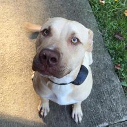 Pit Bull mix puppy needs a new home due to moving in Nashville, tn