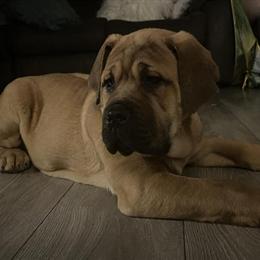 Cane Corso Female, 12 Weeks Old in Essex, md