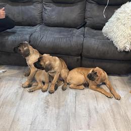Cane Corso Female Ready for New Home in Essex, md