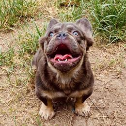 Fluffy French Bulldog Stud Available in Houston, tx