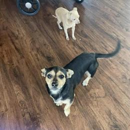 Chihuahua Mix Puppy Ready for a New Home in Bay City, mi