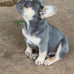Fluffy Pink Male Puppy Ready for New Home in Fort Worth, tx