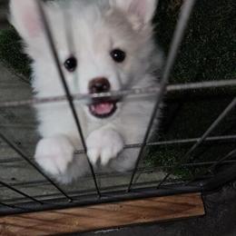 Pomeranian Puppies Ready for New Families in Indio, ca