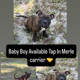 American Bully Male Pup for Sale in Ocala, fl