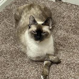 Rehome Purebred Siamese Cat Miko in Detroit, mi