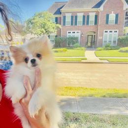 Teacup Female Parti Pomeranian Puppy in Houston, Texas in Houston, tx