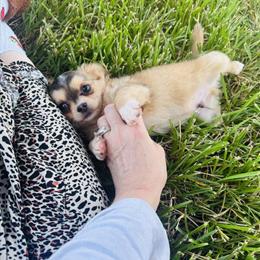 Chihuahua Male Puppy Balto Available in Houston, Texas in Houston, tx