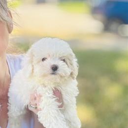 Tiny Toy Poodle Puppies Available in Houston, Texas in Houston, tx