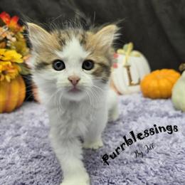 Siberian Kitten Ziggy Available for Adoption in Spokane, wa