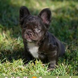 Female French Bulldog with Papers in Baton Rouge, la