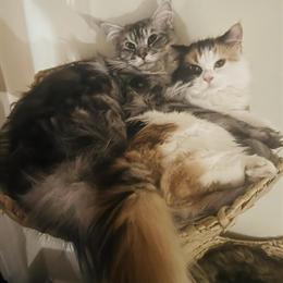 Maine Coon Female Kitten Available in Brandenburg, ky