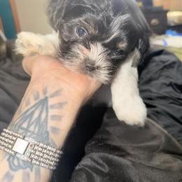 Morkie Puppies for Adoption in Greenville, sc