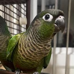Green Cheek Conure - 4 Months Old, Tame and Healthy in Los Angeles, ca