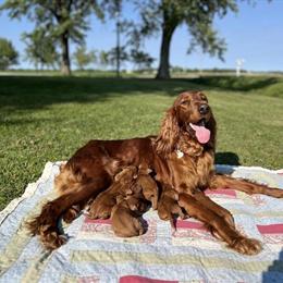 AKC Irish Setters Available from July 25, 2025 in Washington Court House, oh