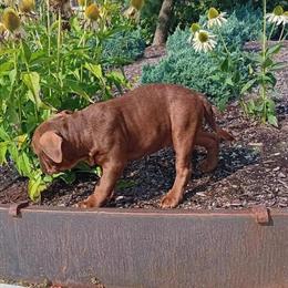 Chihuahua Puppies: Two Chocolate Males with Papers in Vancouver, wa